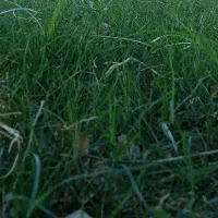 نیازمند چمن مصنوعی