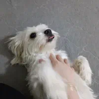 پت خانگی نژاد اشپیتز خوشگل بازیگوش