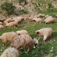 جار سینم