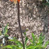 پیاز داغ سیر داغ سرخ شده   درجه یک