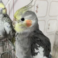 عروس هلندی گمشده کوی پاسداران گلشن سوم