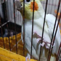 عروس هلندی ماده برای فروش