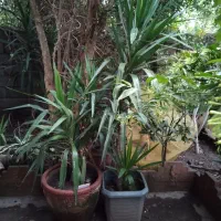 یوکا ۴۵هزارتومان