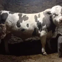 گوساله سمینتال نر