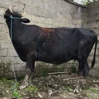 گاو دورگ ۱۵ روز مانده به زایمان|حیوانات مزرعه|رشت, پسیخان|دیوار