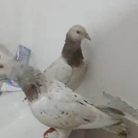 گفتر سارسرو نرو ماده  قیمت ۱۵۰۰