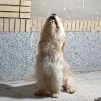 سگ پا کوتاه نر