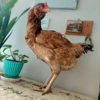 مرغ‌لاری‌‌هندی