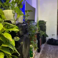 سویت|اجارهٔ کوتاه‌مدت ویلا و باغ|مشهد, وکیل‌آباد|دیوار