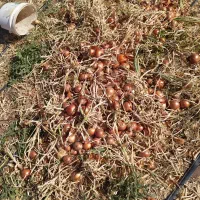 پیاز ارگانیک درجه یک زنجانرود رقم والنسیا|خوردنی و آشامیدنی|زنجانرود, |دیوار