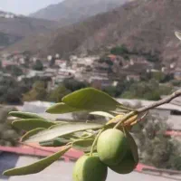 شراکت در ملک گردشگری|مشارکت در ساخت املاک|رودبار, |دیوار