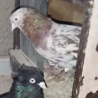 کبوتر سرور پرشی