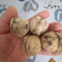 نهال گردو
