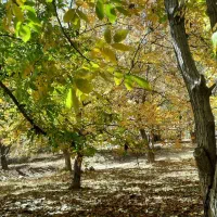 زمین ده قصب