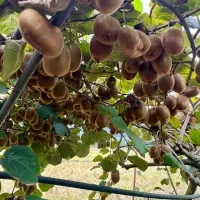 کیوی هایوارد|عمدهفروشی|تالش, هشتپر|دیوار