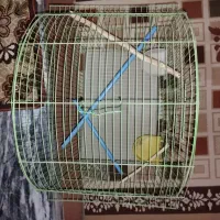 قفس پرنده|لوازم جانبی حیوانات|بروجرد, |دیوار