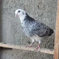 کبوتر