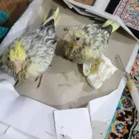 پرنده عروس رنگ خاص|پرنده|ارطه, |دیوار