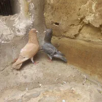 جفت دورگ نروماده . یه ماده کله قهوه ای