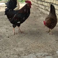 خروس گلین و ریشی