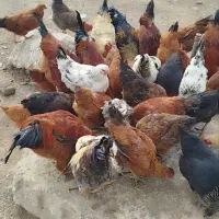 تعداد ۹۰عدد خروس مرغ درشت محلی جوان اماده به تخم