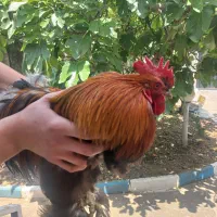 خروس