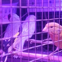فروش تعدادی پرنده گلسر سهره ماده قناری سینه سرخ|پرنده|مشهد, طلاب|دیوار