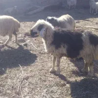 میش چاق یا کاور