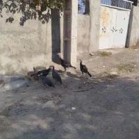 بوقلمون گوشتی|حیوانات مزرعه|مشگین شهر, |دیوار