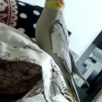 عروس هلندی گمشده