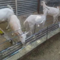 بز سانن وگلابی|حیوانات مزرعه|خشت, |دیوار