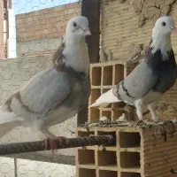 کبوتر