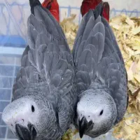 جوجه کاسکو،آرا،ماکائو،کاکادو ملوکان،آمبرلا