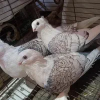 ساتن مقبول|پرنده|مشهد, دانش|دیوار