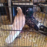 گل مصنوعی نیست