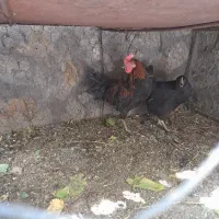 مرغ و خروس محلی دهبکری|حیوانات مزرعه|دهبکری, |دیوار