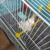 عروس هلندی سخنگو دستی با قفس و لوازم ومرغ عشق