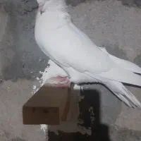 جهت معاوضه سبز کلای