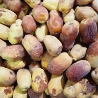 خرمای زاهدی(قصب)