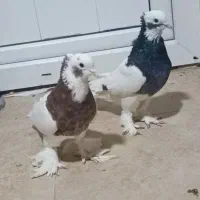 جفتی طوقی هفرنگ