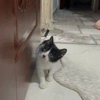 واگذاری پیشی نر|گربه|رشت, دباغیان|دیوار