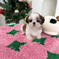 تریکالر توله کوچک شیتزو ناز|سگ|رشت, سعدی (تختی)|دیوار