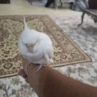 عروس هلندی آلبینو