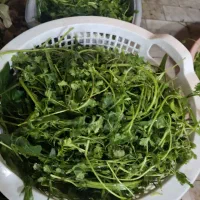 انواع و اقسام سبزی های سعادت|خوردنی و آشامیدنی|قنوات, |دیوار