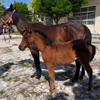 اسب مادیان نژاد عرب