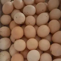 تخم مرغ محلی