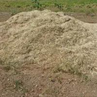 کاه لوبیا چیتی