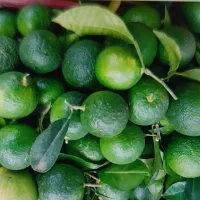 نارنج آبدار موجوده 28|حراج|عباسآباد, |دیوار