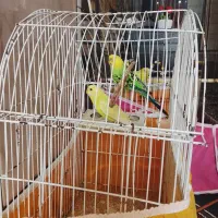 پرنده