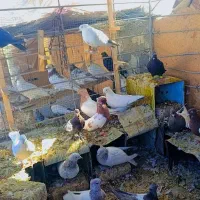 کفتر ملقی|پرنده|بم, |دیوار